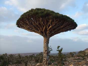 Dragon Blood Tree